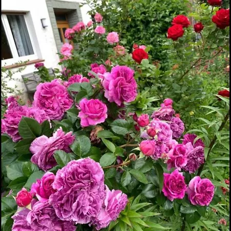 Monat Mietete Monteu