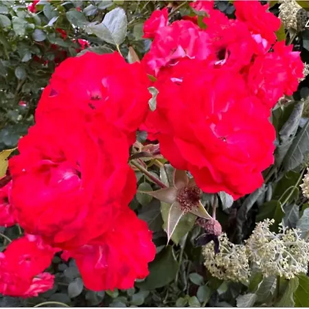 Monat Mietete Brakel Monteu Ferienwohnung 아파트