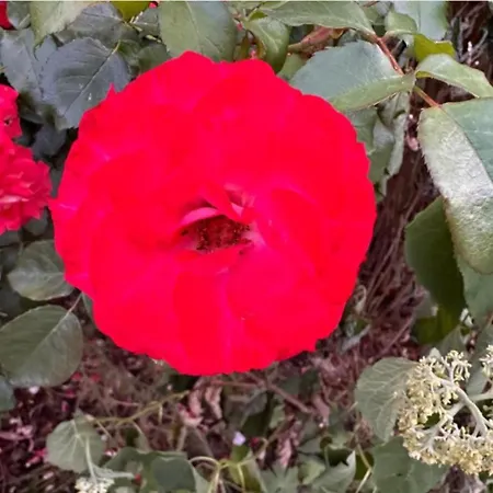 아파트 Monat Mietete Brakel Monteu Ferienwohnung *