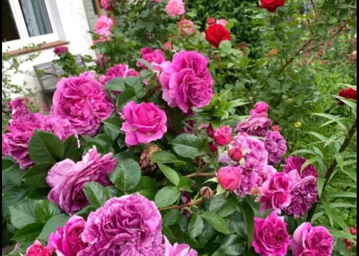 Monat Mietete Monteu