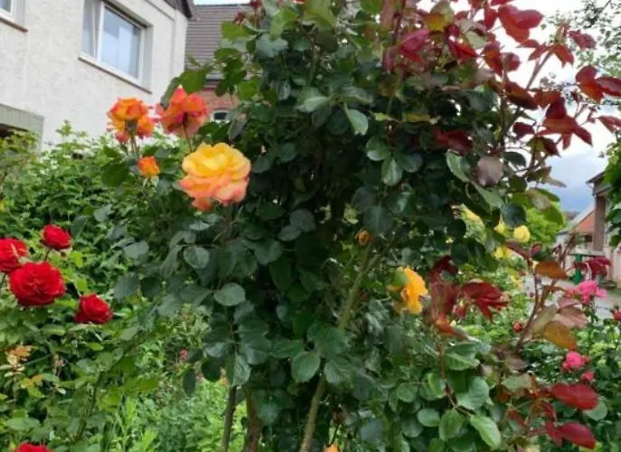 Monat Mietete Monteu Brakel