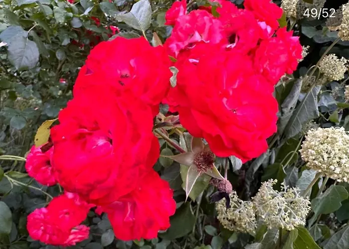 Monat Mietete Monteu Lejlighed